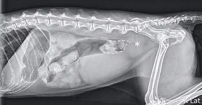 Colonic Intramural Hematoma in a Cat: A Case Report